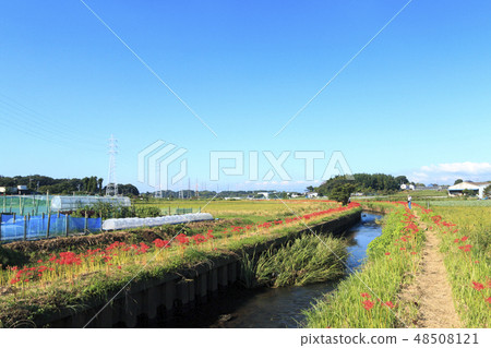 藤澤的群集孤挺花 48508121