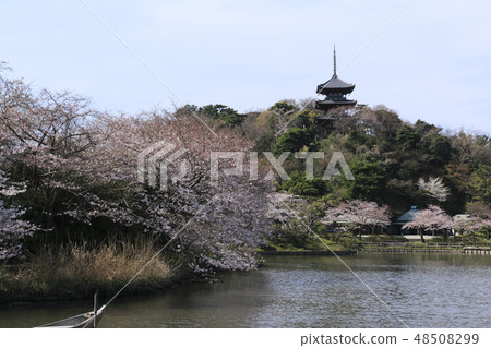 海濱風光(神奈川縣,產經園,櫻花) 海濱風光(神奈川縣,產經園,櫻花) 48508299