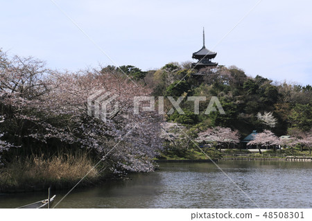 海濱風光(神奈川縣,產經園,櫻花) 海濱風光(神奈川縣,產經園,櫻花) 48508301