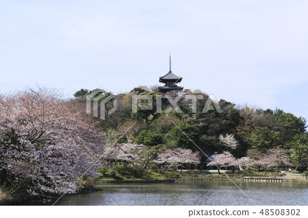 海濱風光(神奈川縣,產經園,櫻花) 海濱風光(神奈川縣,產經園,櫻花) 48508302
