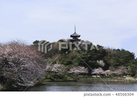 海濱風光(神奈川縣,產經園,櫻花) 海濱風光(神奈川縣,產經園,櫻花) 48508304
