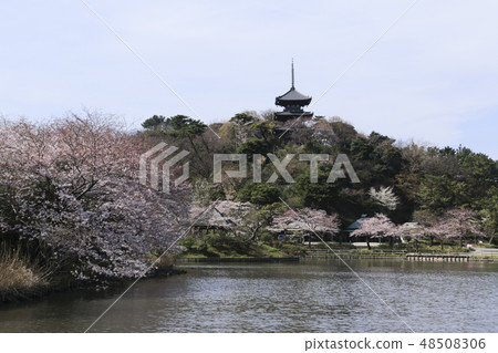 海濱風光（神奈川縣，產經園，櫻花） 48508306