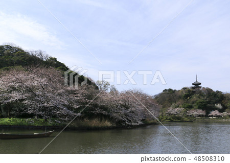 海濱風光(神奈川縣,產經園,櫻花) 海濱風光(神奈川縣,產經園,櫻花) 48508310