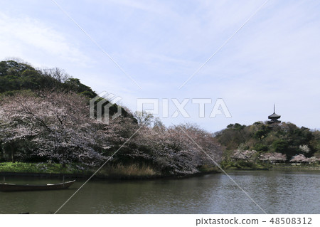 海濱風光（神奈川縣，產經園，櫻花） 48508312