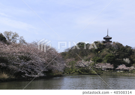 海濱風光（神奈川縣，產經園，櫻花） 48508314