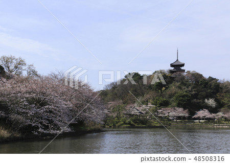 Waterfront scenery (Kanagawa prefecture, Sankei garden, cherry blossoms) 48508316