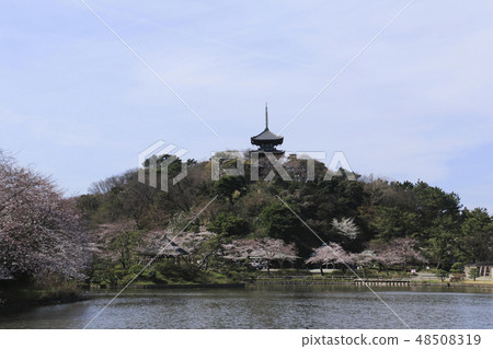 海濱風光（神奈川縣，產經園，櫻花） 48508319