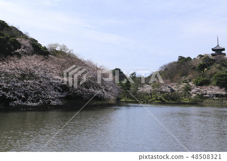 海濱風光(神奈川縣,產經園,櫻花) 海濱風光(神奈川縣,產經園,櫻花) 48508321