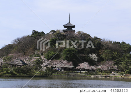 Waterfront scenery (Kanagawa prefecture, Sankei garden, cherry blossoms) 48508323