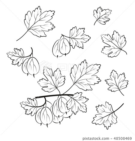 Set of Gooseberry Pictograms 48508469
