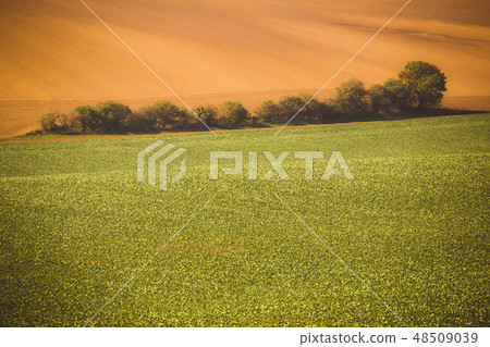 Wavy autumn fields in Moravian Tuscany Wavy autumn fields in Moravian Tuscany 48509039