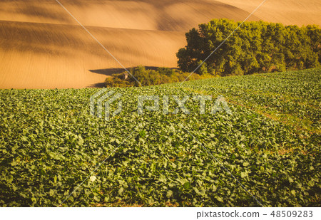 Wavy  autumn fields in Moravian Tuscany, 48509283