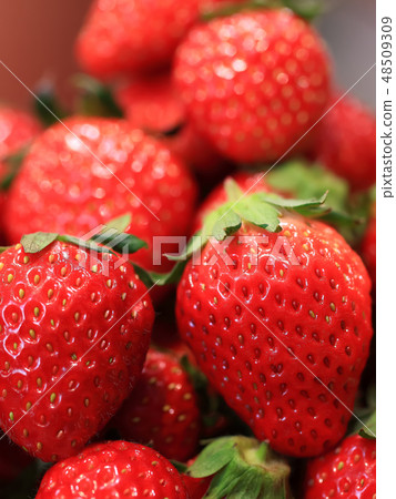 Ichigo image Ichigo image 48509309