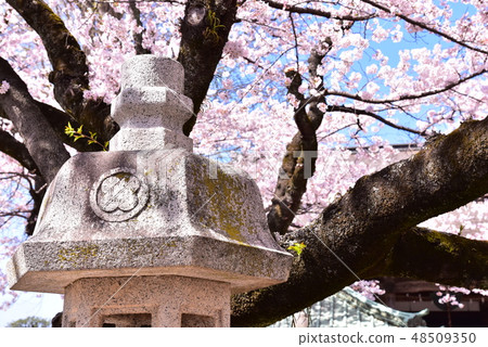 Chiba Funabashi Sakura Chiba Funabashi Sakura 48509350