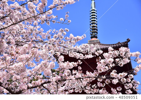 Chiba Funabashi Sakura Chiba Funabashi Sakura 48509351