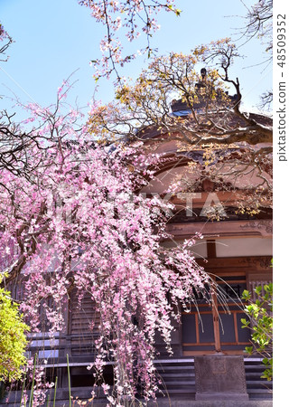 Chiba Funabashi Sakura Chiba Funabashi Sakura 48509352
