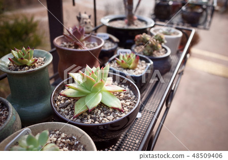 Fleshy, potted plants 48509406