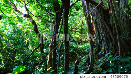 Jungle Okinawa Unexplored territory Kuniyoshi Gusuku's banyan 48509676