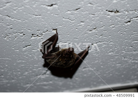 A bat living in an apartment in Suginami Ward, Tokyo 48509991