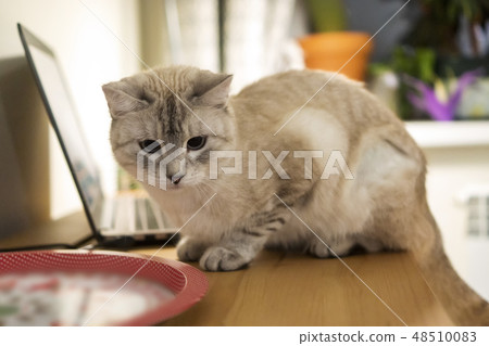 Cute young grey cat is on table with notebook Cute young grey cat is on table with notebook 48510083