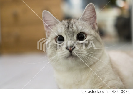 Surprised muzzle of young grey cat wondering Surprised muzzle of young grey cat wondering 48510084