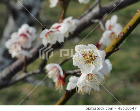 Штанишки для фикс прокладок молипанц софт xx large (48510547)