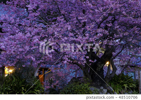 Kawazu cherry tree Kawazu cherry tree 48510706