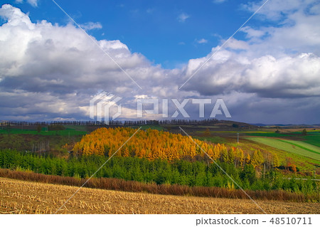 Autumn leaves of Biei 48510711