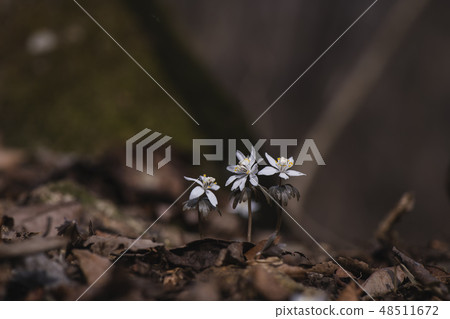 A wild flower A wild flower 48511672