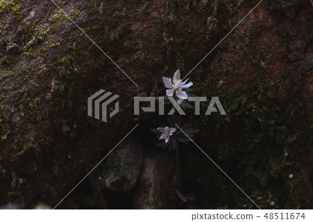 A wild flower A wild flower 48511674