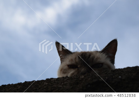 Siamese cat Siamese cat 48512838