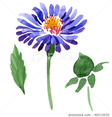Blue violet asters floral botanical flowers. Watercolor background set. Isolated aster illustration 48513010