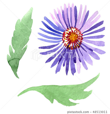 Blue violet asters floral botanical flowers. Watercolor background set. Isolated aster illustration Blue violet asters floral botanical flowers. Watercolor background set. Isolated aster illustration 48513011