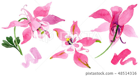 Red aquilegia floral botanical flower. Watercolor background illustration set. Isolated aquilegia 48514316