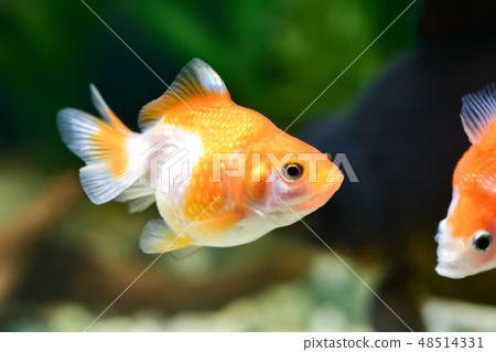 Ping Pong Pearl 48514331