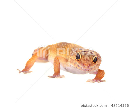 yellow and orange spotted leopard gecko on white yellow and orange spotted leopard gecko on white 48514356