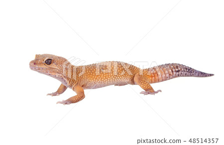 yellow and orange spotted leopard gecko on white yellow and orange spotted leopard gecko on white 48514357
