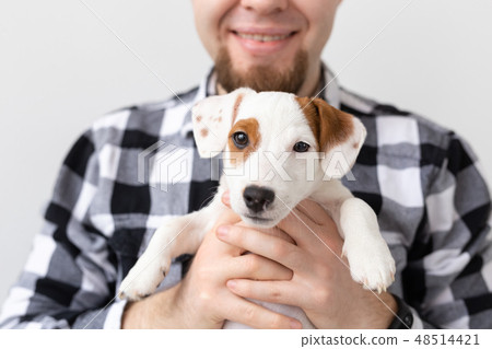 people, pets and animals concept - close up of young man holding jack russell terrier puppy on white people, pets and animals concept - close up of young man holding jack russell terrier puppy on white 48514421