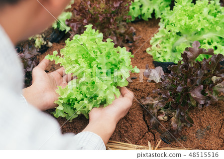 Gardener harvest vegetables from the home garden. 48515516