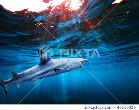 Blacktip reef shark swimming in deep blue sea 48516029