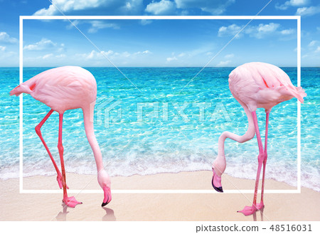pink flamingo on sandy beach and soft blue ocean 48516031