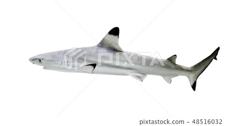 Blacktip reef shark isolate on white background 48516032