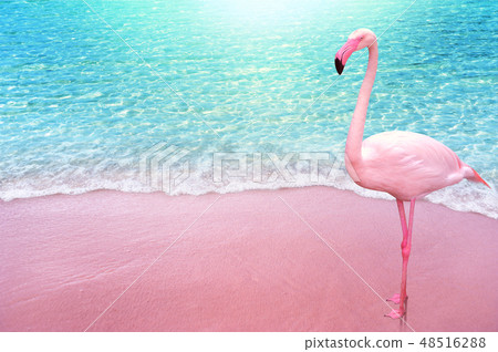 Pink Flamingo Bird Sandy Beach And Soft Blue Ocean Stock Photo