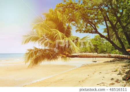 coconut palm tree on the beach with sunlight 48516311