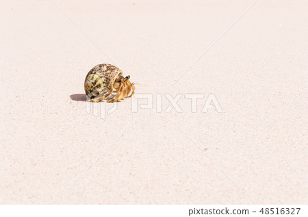 hermit crab shell on sandy beach hermit crab shell on sandy beach 48516327