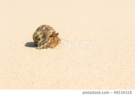 hermit crab shell on sandy beach 48516328