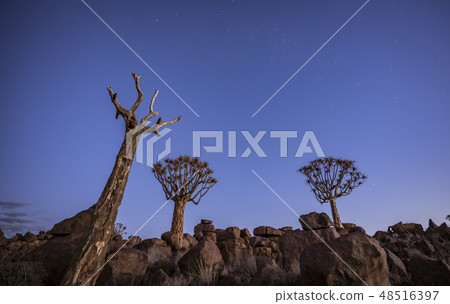 Quivertrees are unique to Namibiaq Quivertrees are unique to Namibiaq 48516397