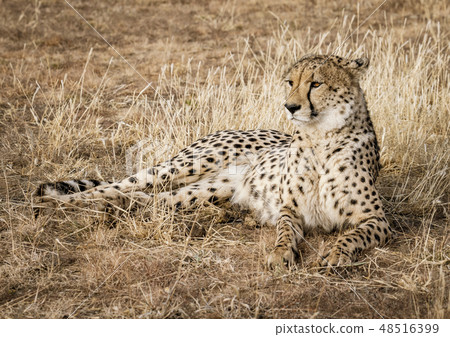 Adult cheetah lies down in dry grass Adult cheetah lies down in dry grass 48516399