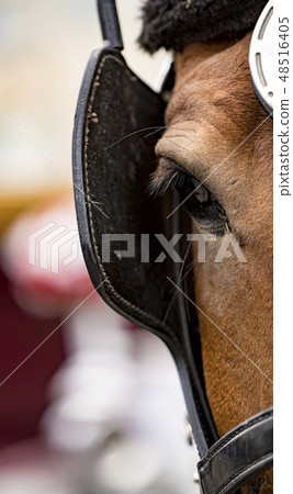 Close-up of eye of a horse Close-up of eye of a horse 48516405