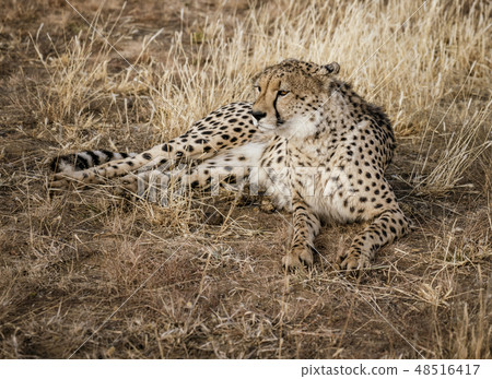Adult cheetah lies down in dry grass 48516417